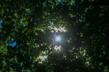 Mavi gökyüzü ve gri bulutlar güzel havada ormandaki ağaçların arka planında