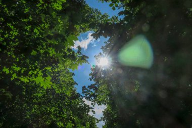 Mavi gökyüzü ve gri bulutlar güzel havada ormandaki ağaçların arka planında