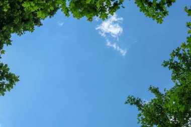 Mavi gökyüzü ve gri bulutlar güzel havada ormandaki ağaçların arka planında