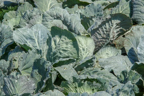 Hojas Verdes Col Gruesa Jardín — Foto de Stock