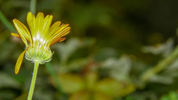 Krásná Žlutá Květina Zahradě Dešti Kapkami Rosy Okvětní Lístky — Stock fotografie