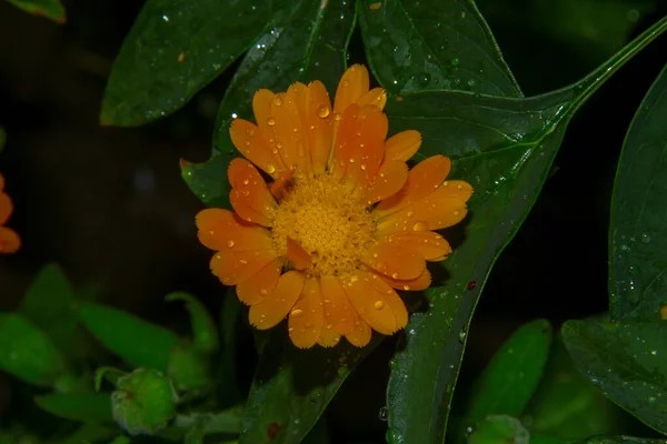 Belle Fleur Jaune Dans Jardin Après Pluie Avec Des Gouttes — Photo