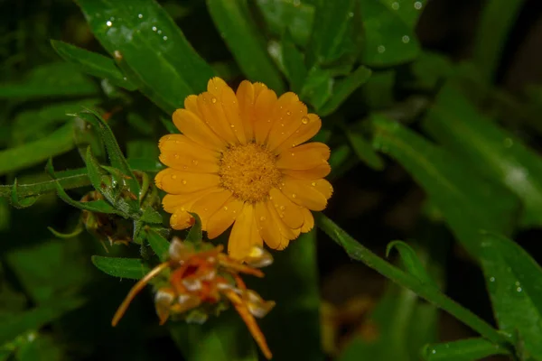 Hermosa Flor Amarilla Jardín Después Lluvia Con Gotas Rocío Los — Foto de Stock