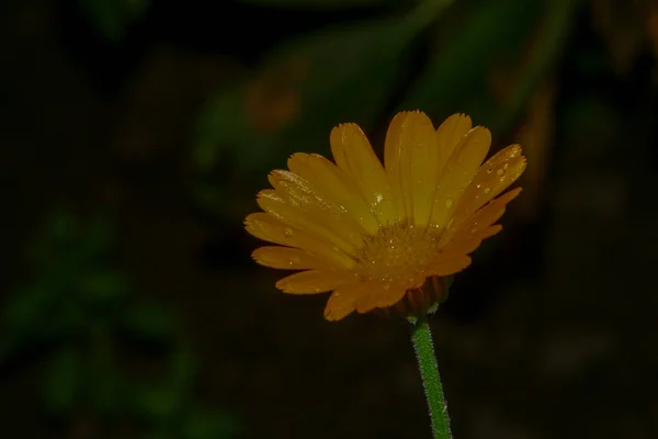 Bahçedeki Güzel Sarı Çiçek Yağmurdan Sonra Yapraklarında Çiy Damlalarıyla — Stok fotoğraf