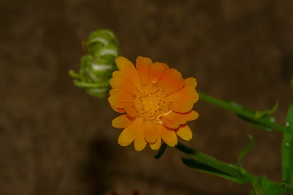 花びらに落ちた雨の後の庭の美しい黄色の花 — ストック写真