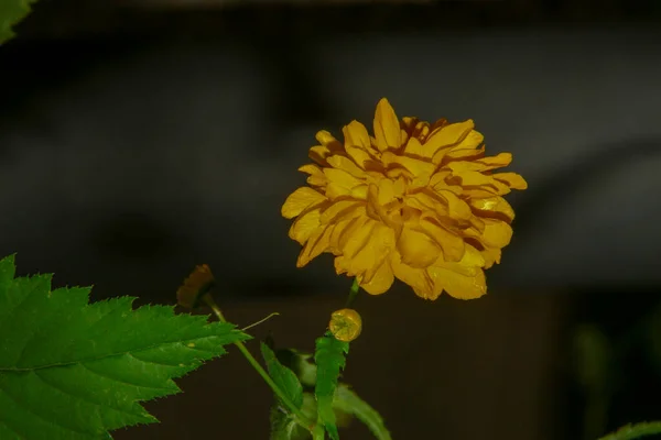 Linda Flor Amarela Jardim Após Chuva Com Gotas Orvalho Sobre — Fotografia de Stock