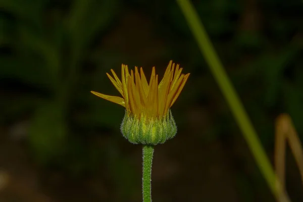 Schöne Gelbe Blume Garten Nach Dem Regen Mit Tautropfen Auf — Stockfoto