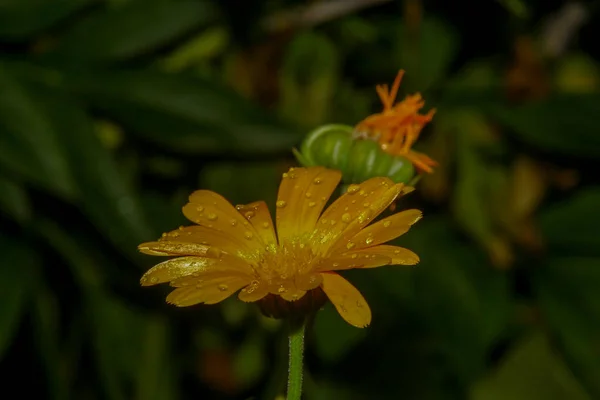 Krásná Žlutá Květina Zahradě Dešti Kapkami Rosy Okvětní Lístky — Stock fotografie