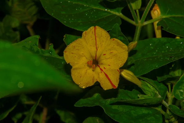 Hermosa Flor Amarilla Jardín Después Lluvia Con Gotas Rocío Los —  Fotos de Stock