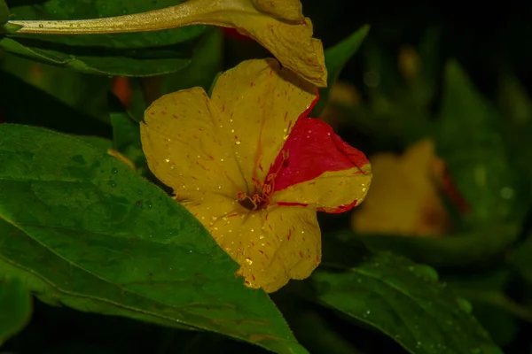 Hermosa Flor Amarilla Jardín Después Lluvia Con Gotas Rocío Los — Foto de Stock