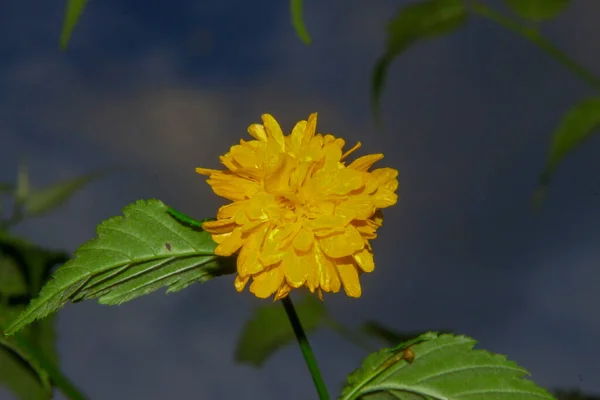 Hermosa Flor Amarilla Jardín Después Lluvia Con Gotas Rocío Los — Foto de Stock