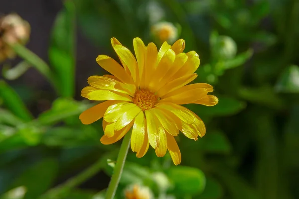 Маленький Желтый Цветок Саду Леса Июле — стоковое фото