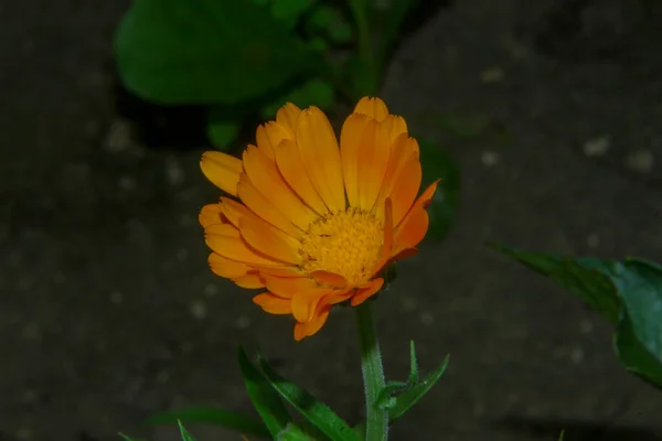 Piccolo Fiore Giallo Nel Giardino Vicino Alla Foresta Luglio — Foto Stock