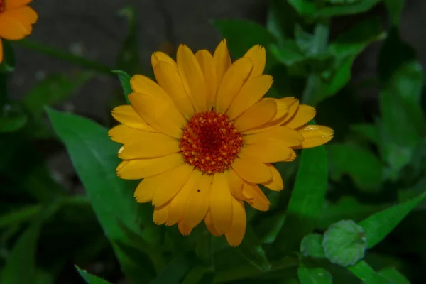 Kis Sárga Virág Kertben Erdő Közelében Júliusban — Stock Fotó