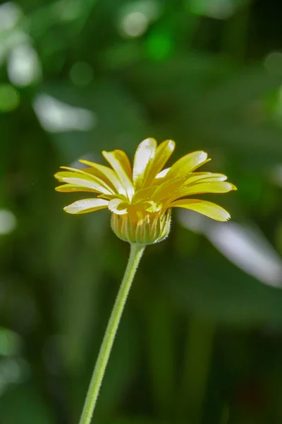 7月の森の近くの庭の小さな黄色の花 — ストック写真