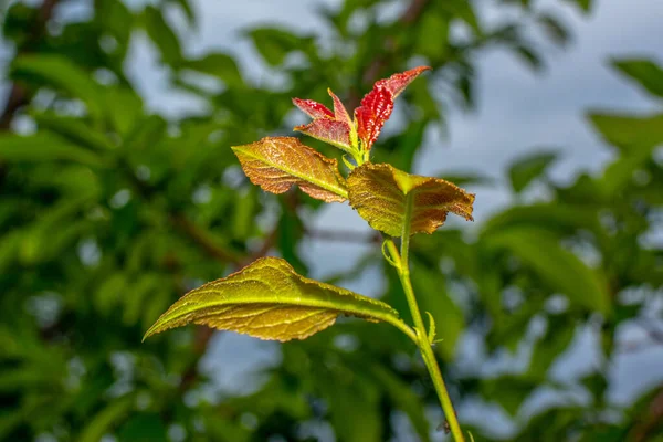 Zelené Červené Listy Švestkového Stromu — Stock fotografie