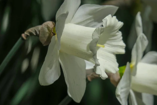 Прекрасна Літня Квітка Розквітає Природі — стокове фото