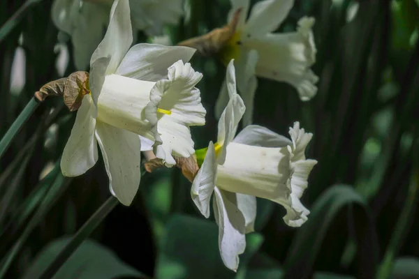 Lindos Narcisos Brancos Jardim — Fotografia de Stock