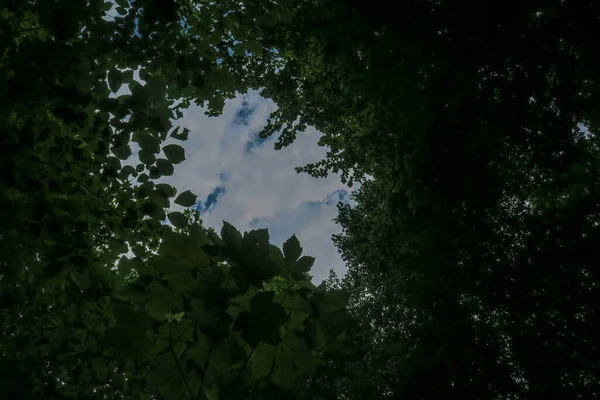 Blå Himmel Och Grå Moln Bra Väder Bakgrund Träd Skogen — Stockfoto