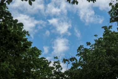 Mavi gökyüzü ve gri bulutlar güzel havada ormandaki ağaçların arka planında