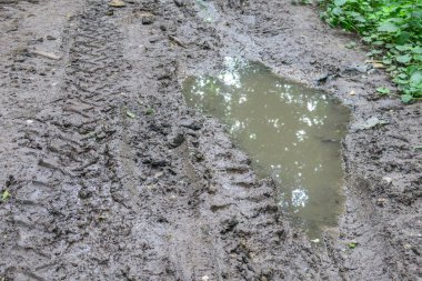 Yağmur ve bataklıktan sonra ormanda su birikintisi