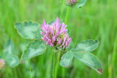 Güzel yaz çiçekleri doğada çiçek açar