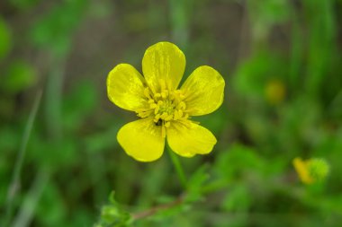 Güzel yaz çiçekleri doğada çiçek açar