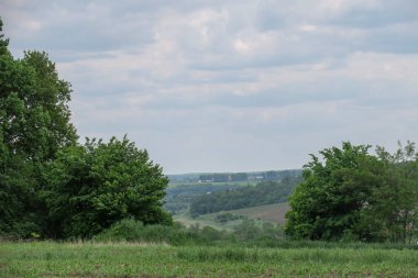 Mavi gökyüzü ve gri bulutlar güzel havada ormandaki ağaçların arka planında