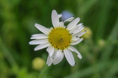 Güzel yaz çiçekleri doğada çiçek açar