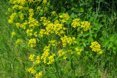 Güzel yaz çiçekleri doğada çiçek açar