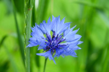 Güzel yaz çiçekleri doğada çiçek açar