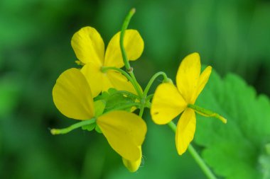 Güzel yaz çiçekleri doğada çiçek açar