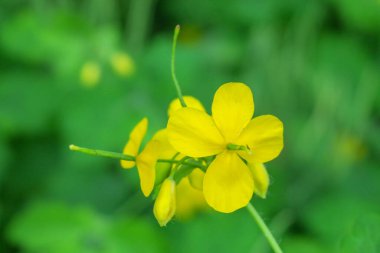 Güzel yaz çiçekleri doğada çiçek açar