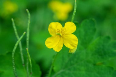 Güzel yaz çiçekleri doğada çiçek açar