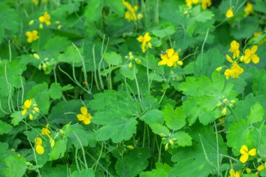 Güzel yaz çiçekleri doğada çiçek açar