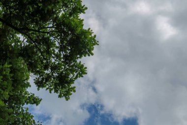 Mavi gökyüzü ve gri bulutlar güzel havada ormandaki ağaçların arka planında