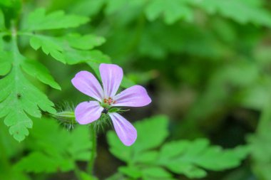 Güzel yaz çiçekleri doğada çiçek açar