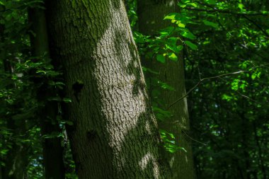 Ormandaki bir ağacın taç ve kabuğu ve yeşil yapraklar.