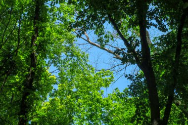 Mavi gökyüzü ve gri bulutlar güzel havada ormandaki ağaçların arka planında