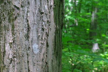 Ormandaki bir ağacın taç ve kabuğu ve yeşil yapraklar.