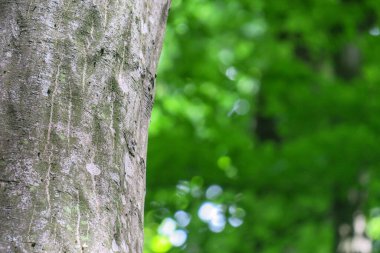 Ormandaki bir ağacın taç ve kabuğu ve yeşil yapraklar.