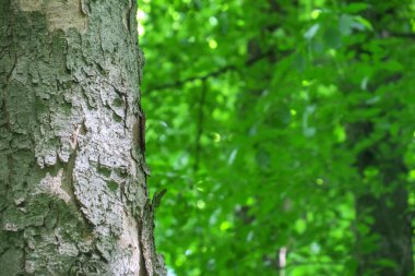 Ormandaki bir ağacın taç ve kabuğu ve yeşil yapraklar.