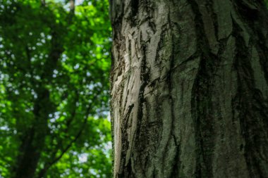 Ormandaki bir ağacın taç ve kabuğu ve yeşil yapraklar.