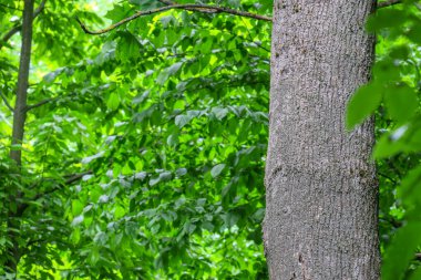Ormandaki bir ağacın taç ve kabuğu ve yeşil yapraklar.