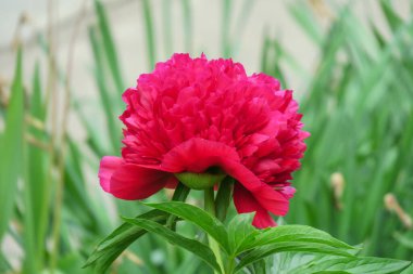 Güzel yaz çiçekleri doğada çiçek açar