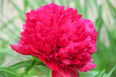 Güzel yaz çiçekleri doğada çiçek açar