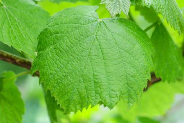 Baharda yeşil üzüm yaprakları