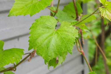 Baharda yeşil üzüm yaprakları