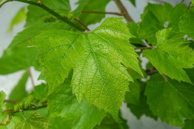 Baharda yeşil üzüm yaprakları