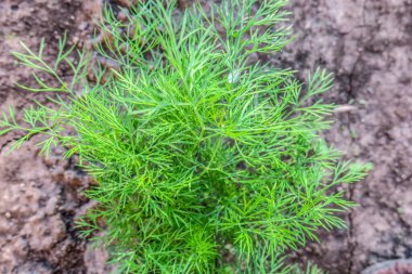 Bahçedeki genç yeşil dereotları